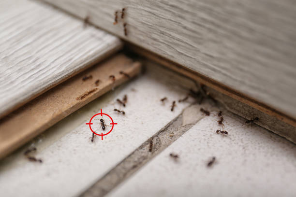 Best Affordable Pest Control Services  in Tuscoosa, AL